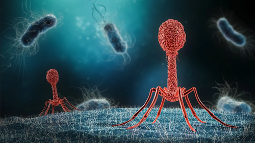 The effect of SPION size and salting-out on transduction of PEGylated lentiviral vector